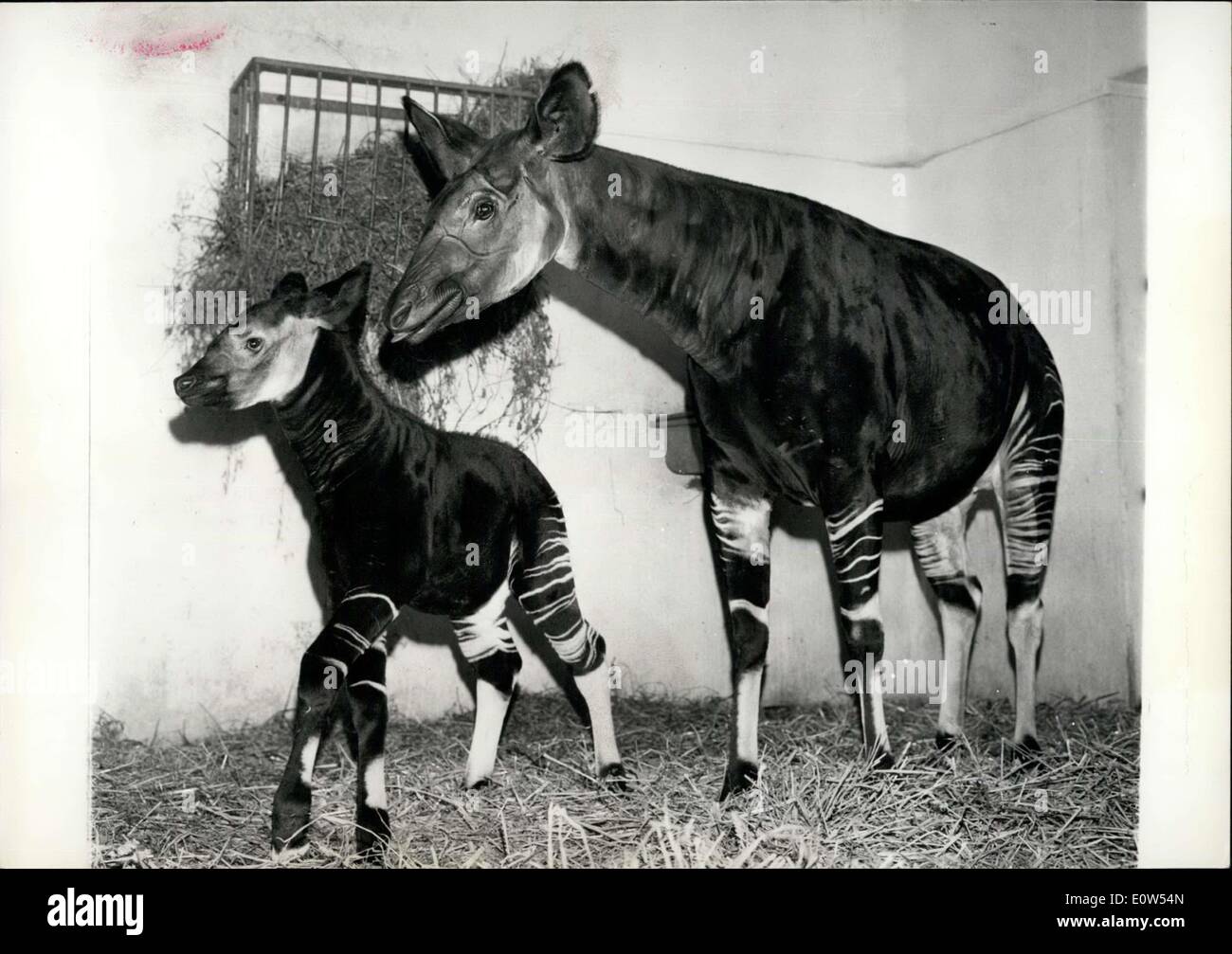 Jun. 08, 1961 - Born in Paris zoo. Photo shows Baby Okapi (a crossing of Antelope and Giraffe) born in the Paris zoo pictured with its mother this morning. Stock Photo