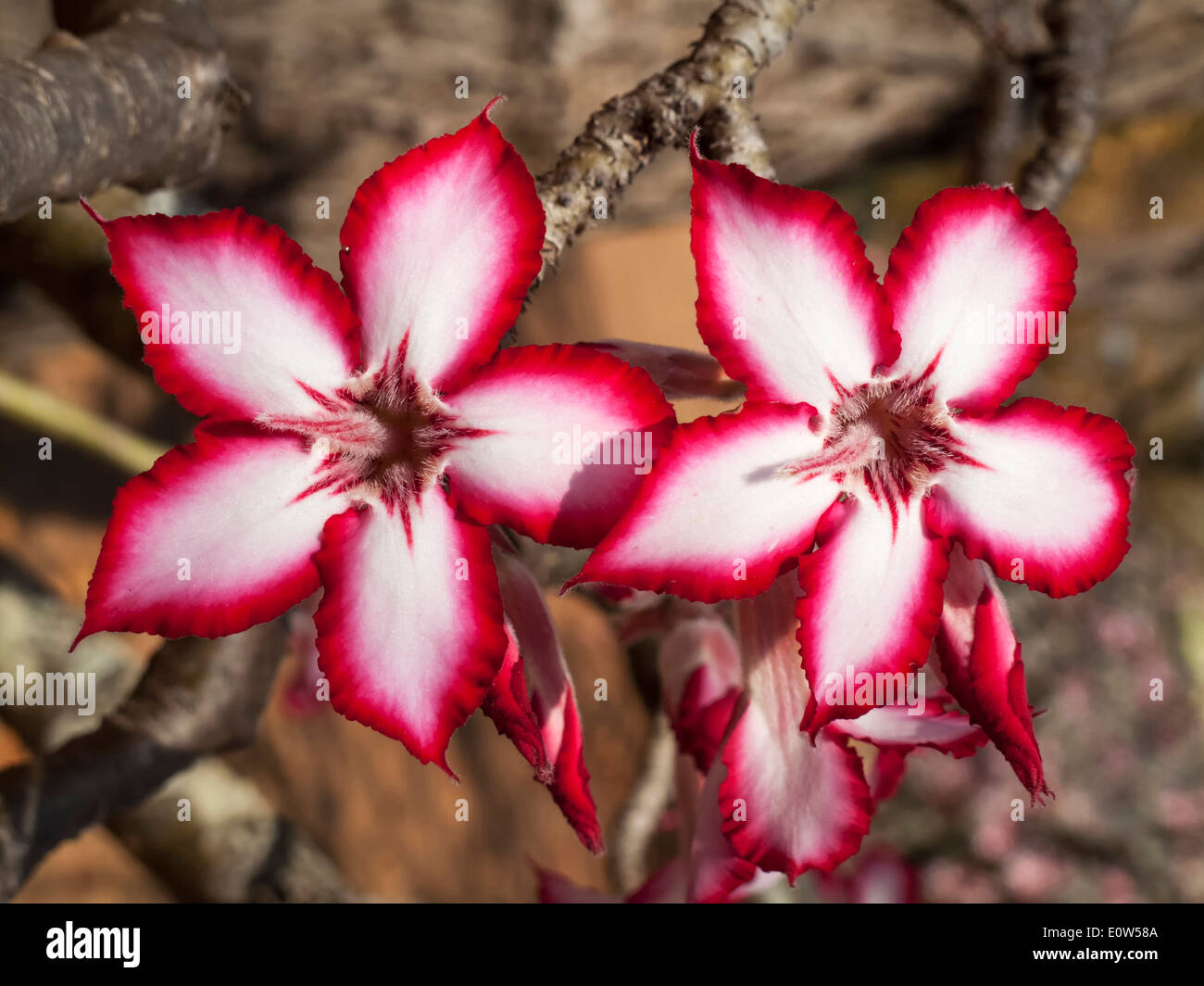 Impala Lily (Adenium multiflorum). Succulent shrub whose toxic latex is used for fish and arrow poison. It blooms in winter from Stock Photo