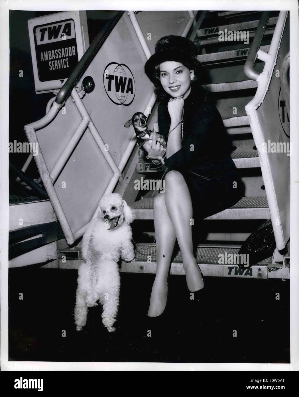 Sep. 09, 1961 - Mew York International Airport: Actress singer Abbe Lane is shown with her Camera Conscious pets, ''Suzia'' French Poodle and ''Pasquiline,'' Mexican Chihushua as they boarded a TWA Super Jet fro Rome where Abbe will spend 8 weeks while making ''Caesar and the Pirate'' in Italian Abbe s bilingual, speaking French and Spanish as well as Italian and English. Stock Photo