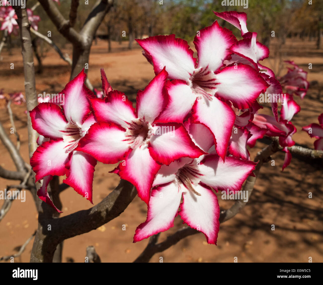 Impala Lily (Adenium multiflorum). Succulent shrub whose toxic latex is used for fish and arrow poison. It blooms in winter from Stock Photo