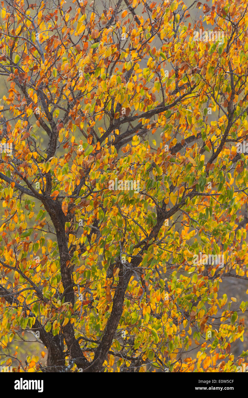 Mopane Tree (Colophospermum mopane). Tree with its distinctive butterfly-shaped leaves which turned into autumn colours in Septe Stock Photo