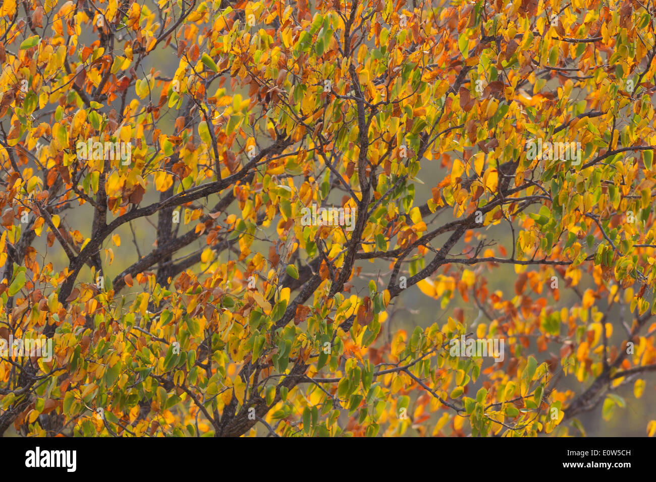 Mopane Tree (Colophospermum mopane). Tree with its distinctive butterfly-shaped leaves which turned into autumn colours in Septe Stock Photo