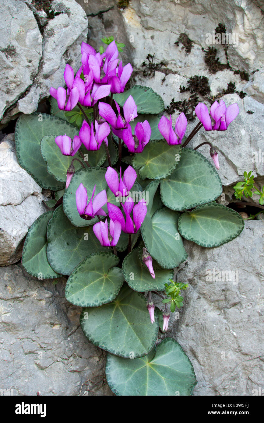 European Cyclamen (Cyclamen purpurascens), flowering plants in a rock crevice. Italy Stock Photo