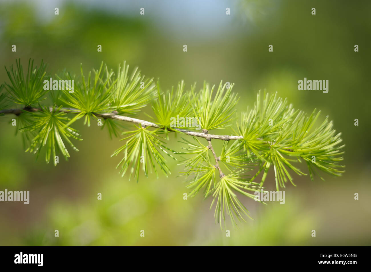 Young needles on a branch of a small tree larch, soft-focus. Stock Photo