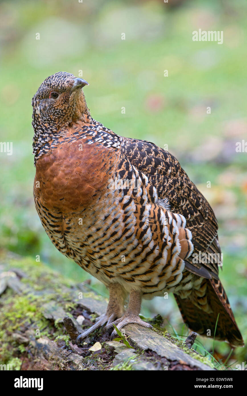 Capercaillie porno film Capercaillie porno film