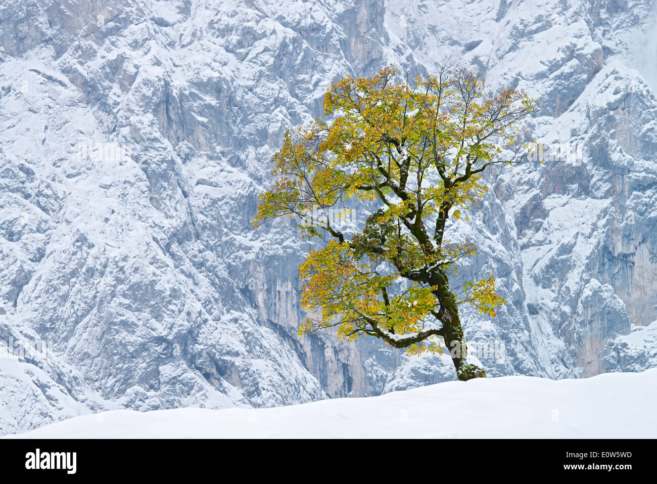 Sycamore Maple (Acer pseudoplatanus). Single tree in autumn colours in snow against a mountainous background, Karwendel Mountain Stock Photo