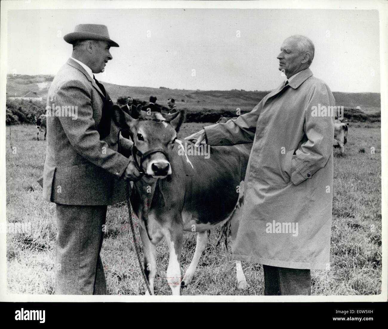 Jul. 07, 1961 - Mont Discovers Another Kind Of ''Bull'' - Not The Army Kind, But The Real Live Stuff: Lord Montgomery, not unfamiliar with the bull of Army life, is introduced to a Jersey bull while visiting the island of Jersey. The bull is a young champion owned by Jack A'Court, of the Mount, St. Ouen, Jersey. Photo Shows Lord Montgomery (right) the bull and Mr. A'Court. Stock Photo