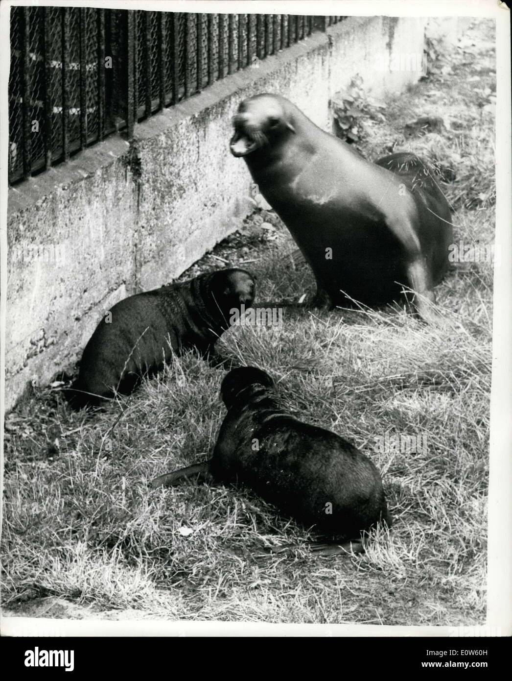 Jul. 17, 1961 - Sea lion pups make their first public appearance: The two Californian Sea Lion pups, born last month at the London Zoo, were introduced to their pool this morning - thereby making their first public appearance. Photo shows the two pups - ''Peter'' and ''Tiny'' - with ''Sue'', Peter's mother. Stock Photo