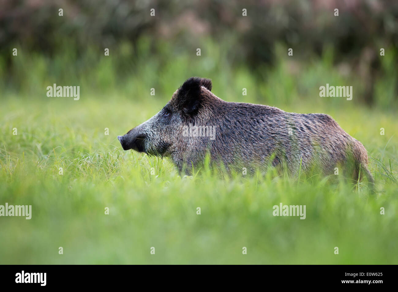 Boar in a clearing, in the wild Stock Photo