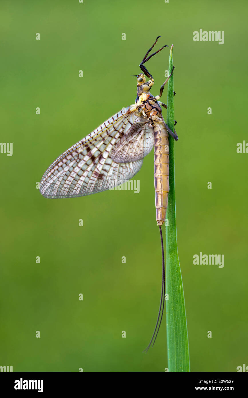 Mayfly (Ephemera danica), adult on a blade of grass. Austria Stock Photo