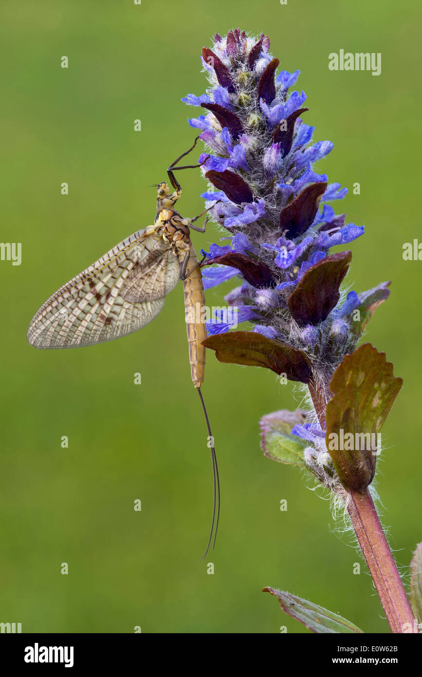 Mayfly (Ephemera danica), adult on blue flowers. Austria Stock Photo