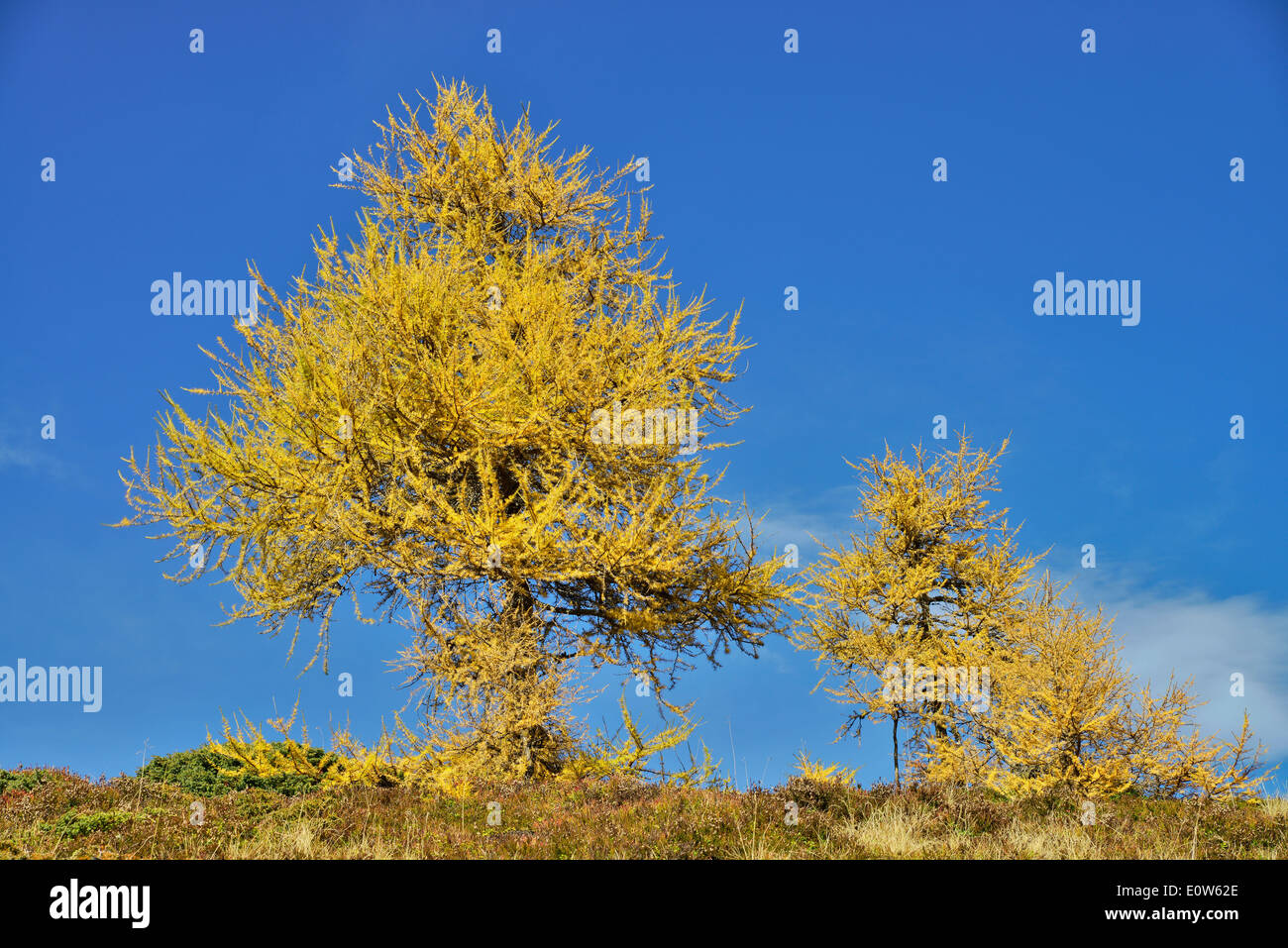 Common Larch, European Larch (Larix decidua). Trees in autumn colours. Austria Stock Photo
