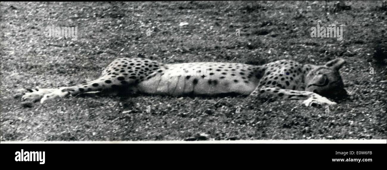 Sep. 29, 1961 - This cheetah laying down is not, as we could think, the victim of a wild cat hunt in Africa. He is just a resident of the Vincennes Zoo who, weighed down by the heatwave that has hit all of France, laid down on the ground. Stock Photo