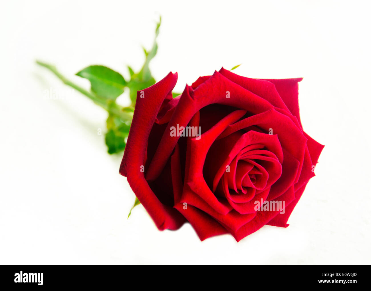 Rose blossom bud rosa Cut Out Stock Images & Pictures Alamy