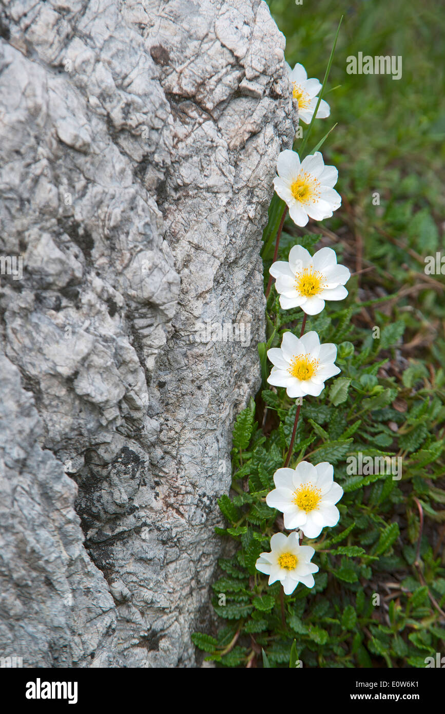 Mountain Avens (Dryas octopetala), flowering in a rock cavety. Tyrol, Austria Stock Photo