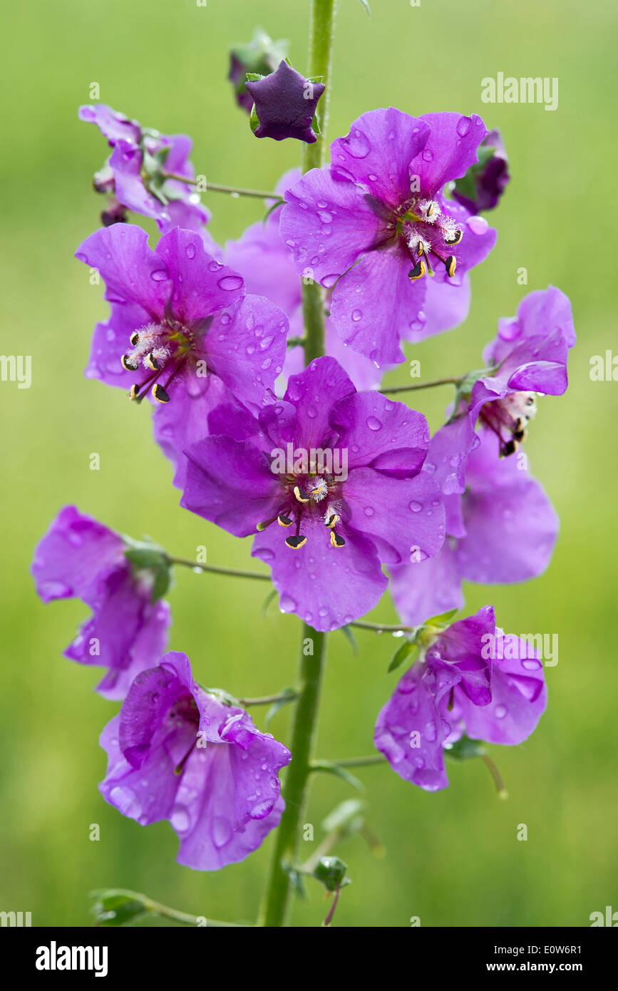 Purple Mullein, Temtress Purple (Verbascum phoeniceum), inflorescence. Austria Stock Photo