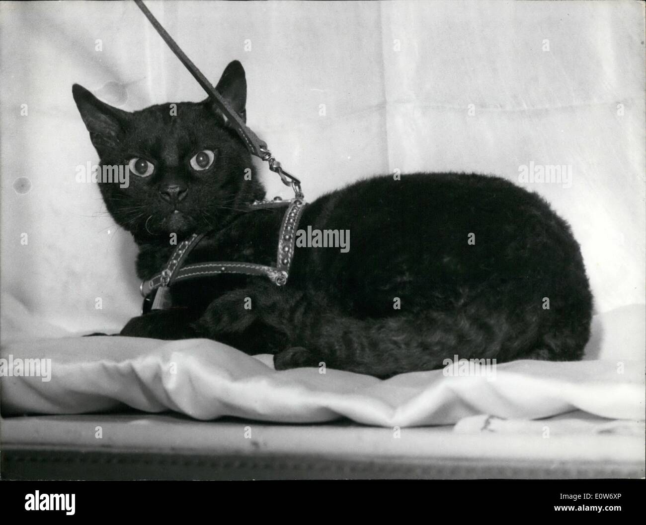 Oct. 10, 1961 - ''Marco'' the Black Cat Chose Freedom: ''Marco'', the black fleeced cat of the ''Rex'' Race, is the No.1 attraction of the Cat Show just opened at the Hotel continental, Paris. Marco's fame is not only Due to his Race. His story is quite unusual. Marco belongs to a German Professor living in East Germany. His proprietor decided to show Marco at the Paris Cat Show Stock Photo