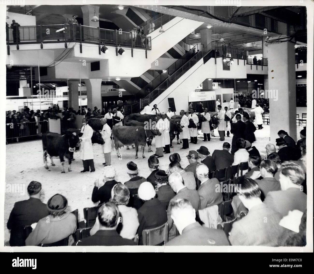 Opening royal dairy show judging cattle hires stock photography and