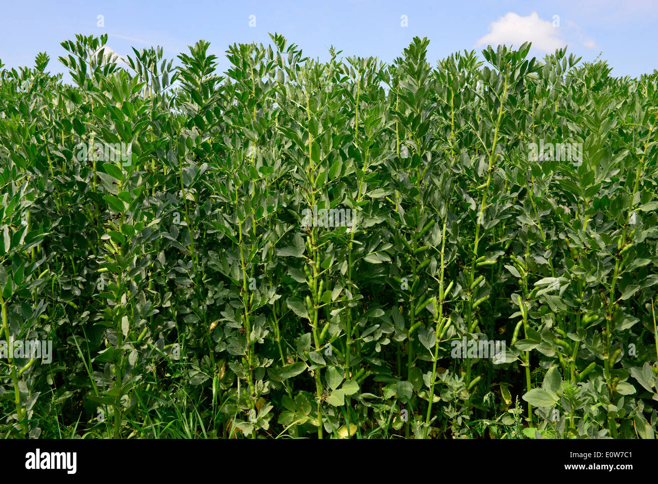 Broad Bean (Vicia faba), field. Germany Stock Photo Alamy