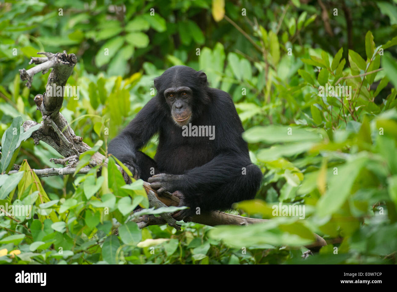 Chimpanzee (Pan troglodytes), River Gambia National Park, the Gambia Stock Photo