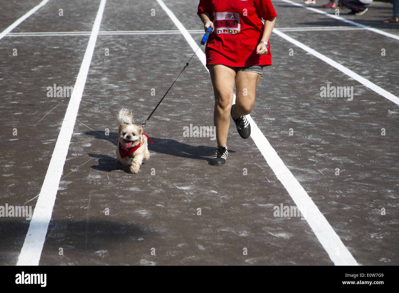 May 18, 2014 - Jakarta, Jakarta, Indonesia - Nestle Purina Petcare through it product Alpo held an event called ''Alpo Dog Run'' at Senayan Sport Centre-Jakarta. The Event is the first time held in Indonesia. Total 300 of dog owner join the event. (Credit Image: © Donal Husni/NurPhoto/ZUMAPRESS.com) Stock Photo