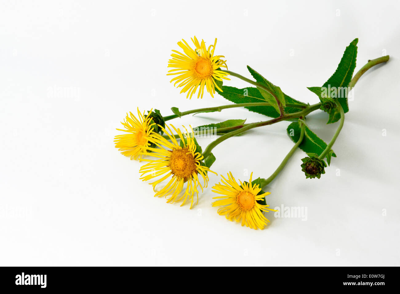Elecampane (Inula helenium), flowering stalk. Studio picture against a white background Stock Photo