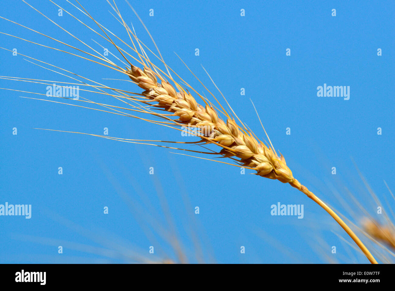 Durum Wheat, Macaroni Wheat (Triticum durum), ripe ear seen against a blue sky. Germany Stock Photo