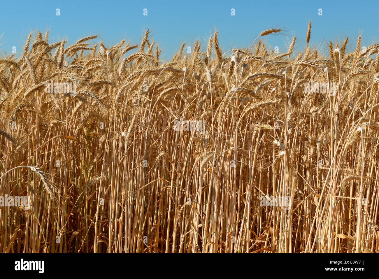 Durum Wheat, Macaroni Wheat (Triticum durum), ripe ears in a field. Germany Stock Photo