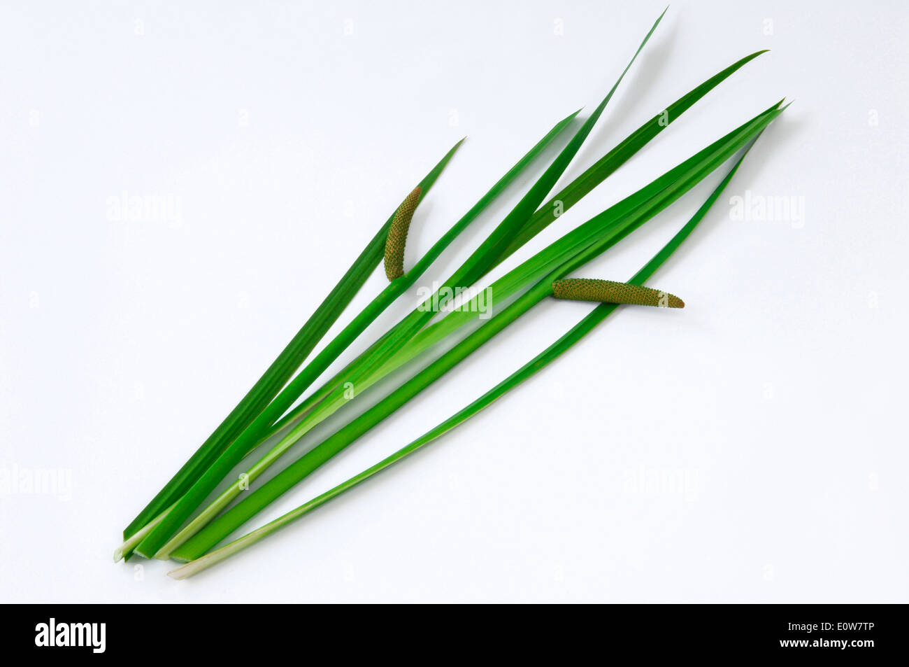 Calamus, Flag Root, Sweet Myrtle (Acorus calamus). Leaves and inflorescence. Studio picture against a white background Stock Photo