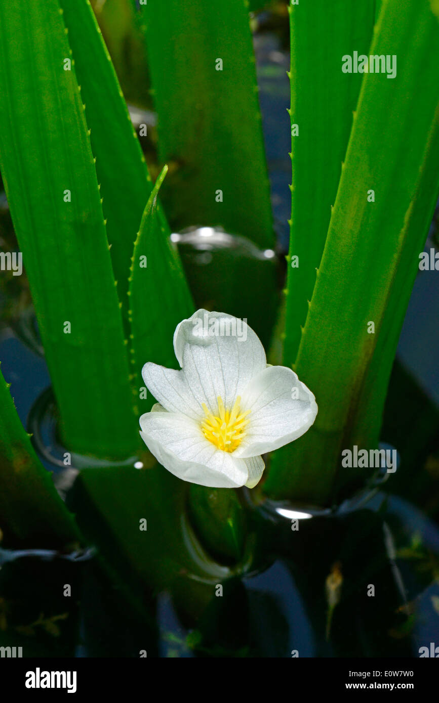 Water Soldier, Water Aloe (Stratiotes aloides), flowering. Germany Stock Photo