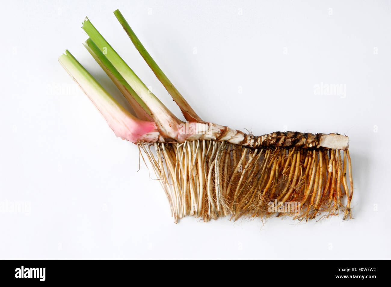 Calamus, Flag Root, Sweet Myrtle (Acorus calamus). Part of a rhizome with absorbing roots. Studio picture against a white backgr Stock Photo