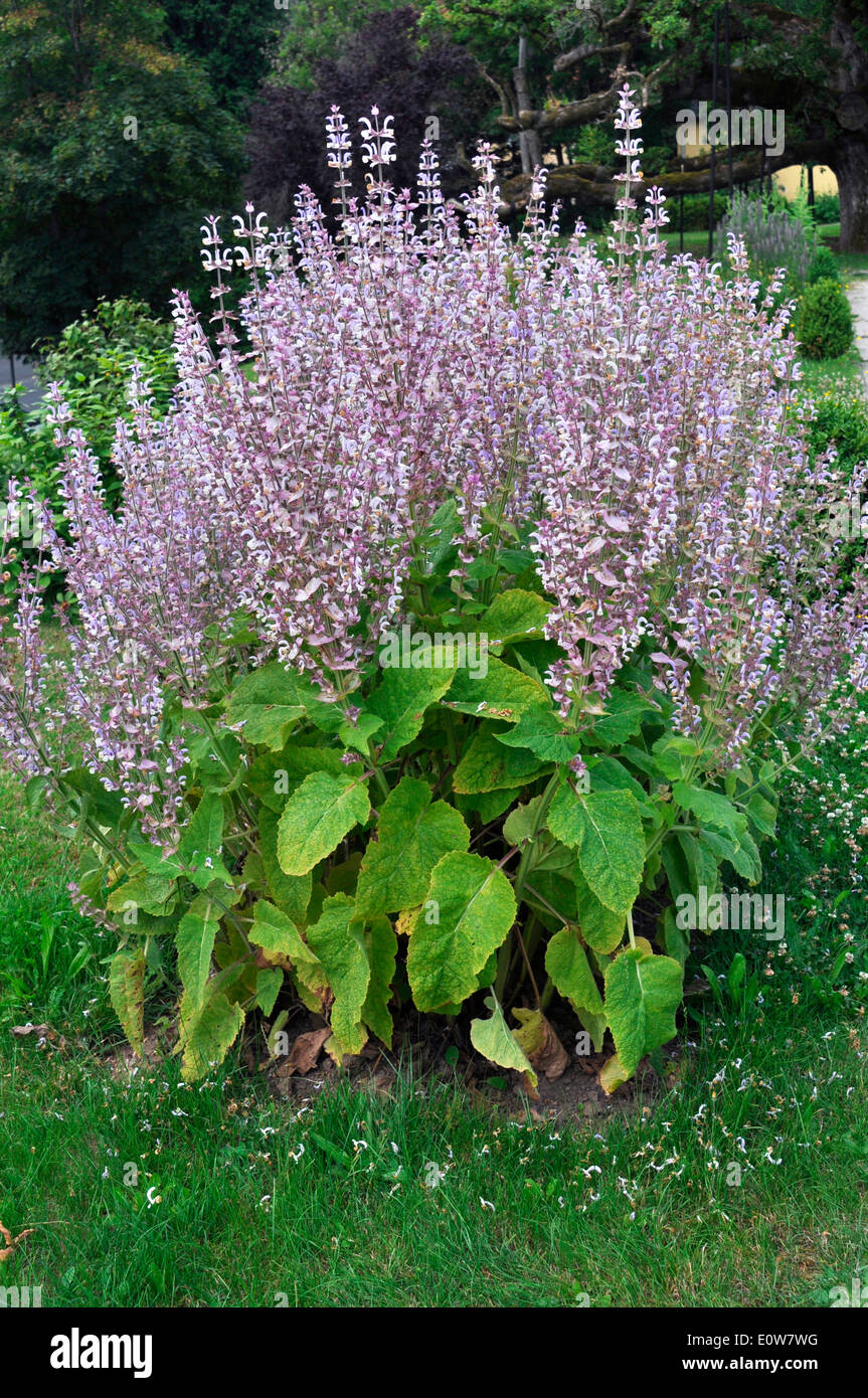 Clary Sage (Salvia sclarea), flowering plant. Germany Stock Photo - Alamy