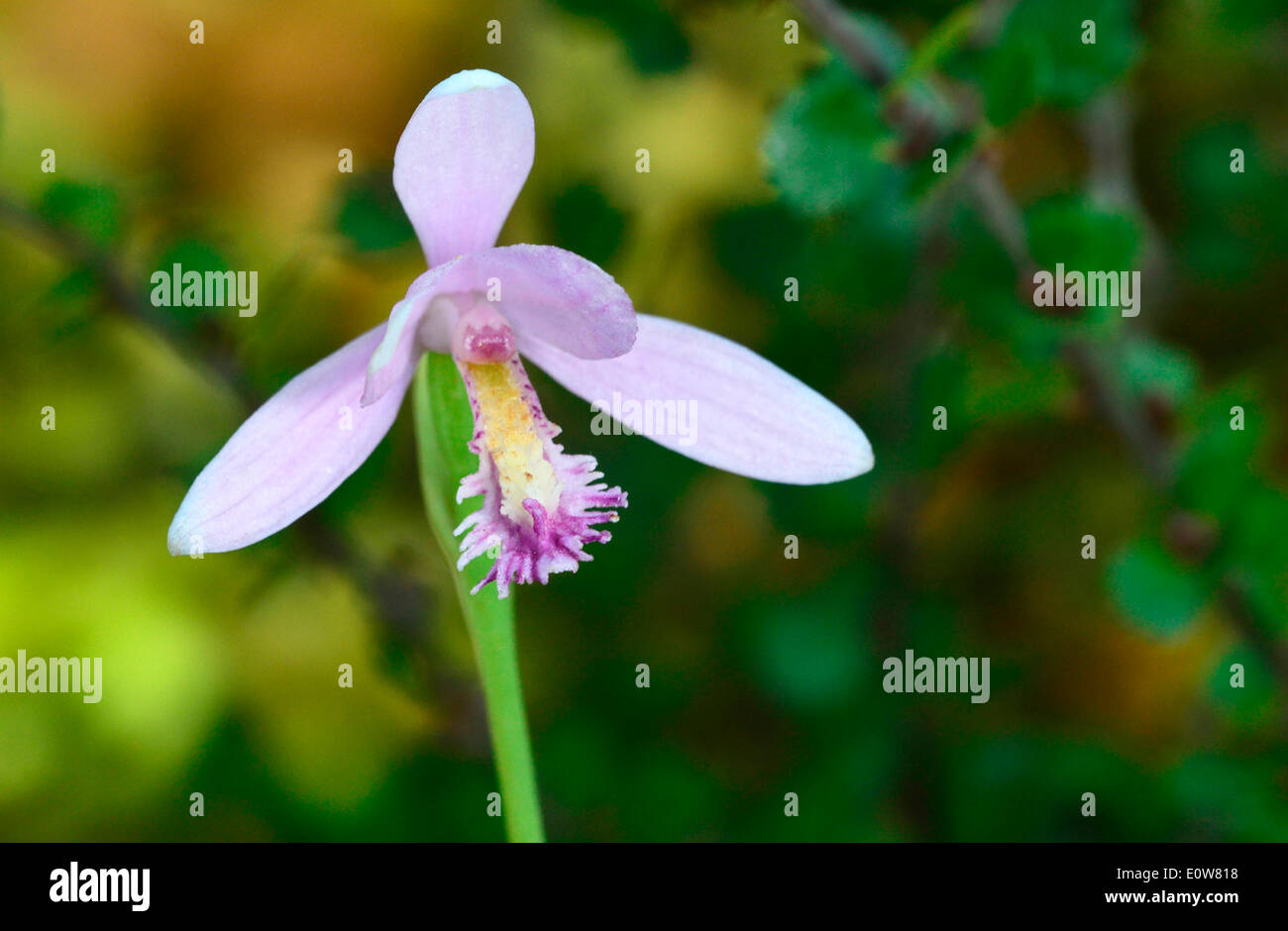 Pogonia (Pogonia ophioglossoides), flowering stalk Stock Photo