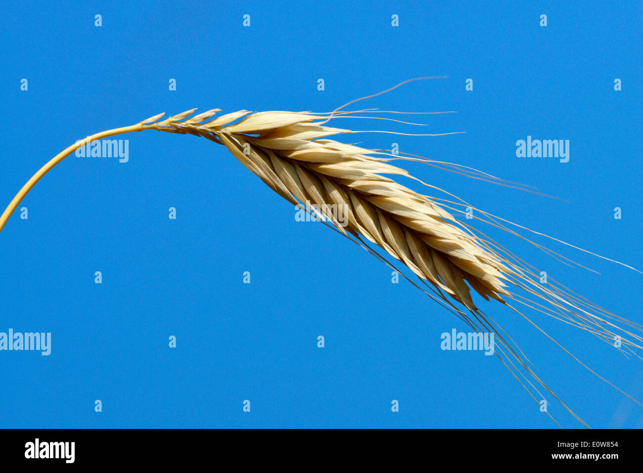 Polish Wheat (Triticum polonicum), ripe ear seen against a blue sky. Stock Photo