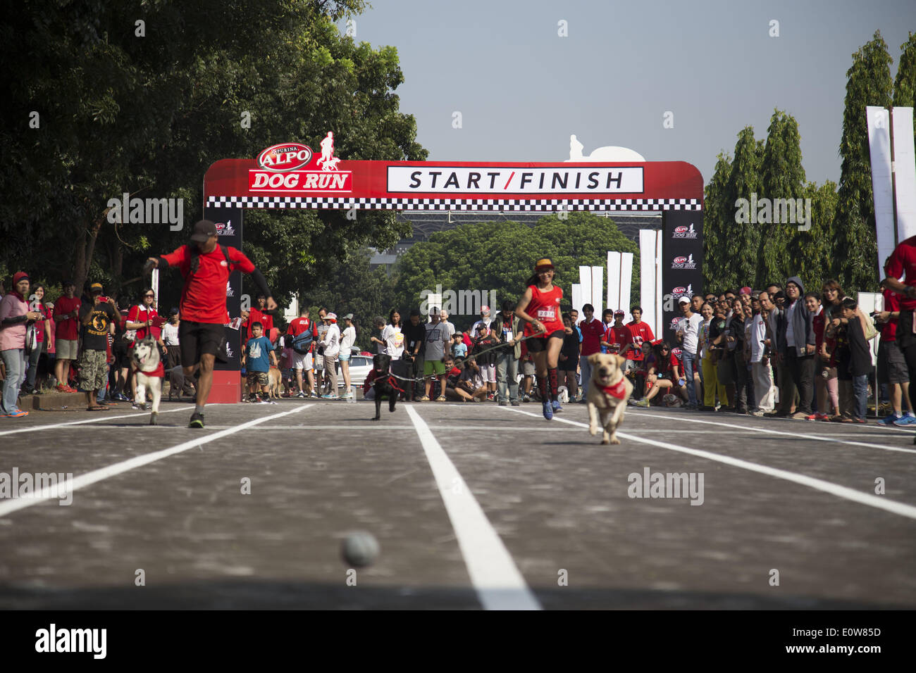 May 18, 2014 - Jakarta, Jakarta, Indonesia - Nestle Purina Petcare through it product Alpo held an event called ''Alpo Dog Run'' at Senayan Sport Centre-Jakarta. The Event is the first time held in Indonesia. Total 300 of dog owner join the event. (Credit Image: © Donal Husni/NurPhoto/ZUMAPRESS.com) Stock Photo