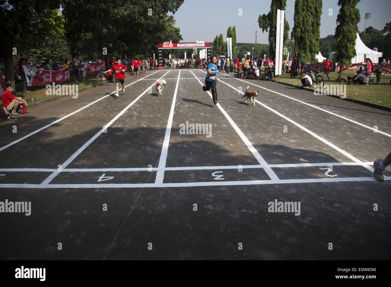 May 18, 2014 - Jakarta, Jakarta, Indonesia - Nestle Purina Petcare through it product Alpo held an event called ''Alpo Dog Run'' at Senayan Sport Centre-Jakarta. The Event is the first time held in Indonesia. Total 300 of dog owner join the event. (Credit Image: © Donal Husni/NurPhoto/ZUMAPRESS.com) Stock Photo