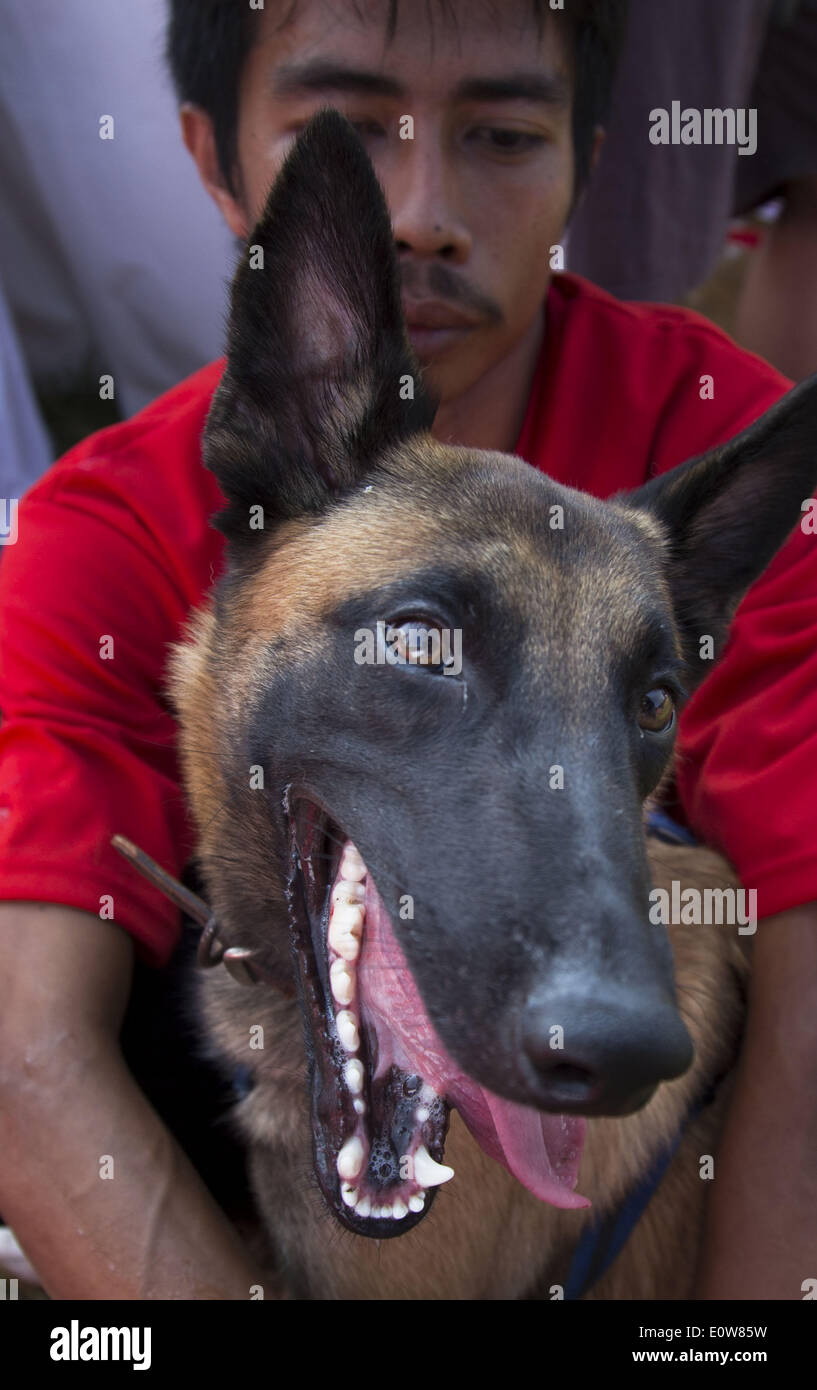 May 18, 2014 - Jakarta, Jakarta, Indonesia - One of the dog runner having rest after the race. Nestle Purina Petcare through it product Alpo held an event called ''Alpo Dog Run'' at Senayan Sport Centre-Jakarta. The Event is the first time held in Indonesia. Total 300 of dog owner join the event. (Credit Image: © Donal Husni/NurPhoto/ZUMAPRESS.com) Stock Photo