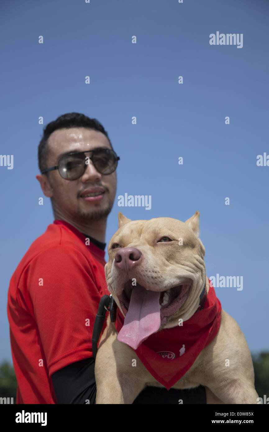 May 18, 2014 - Jakarta, Jakarta, Indonesia - A dog contestant with his master. Nestle Purina Petcare through it product Alpo held an event called ''Alpo Dog Run'' at Senayan Sport Centre-Jakarta. The Event is the first time held in Indonesia. Total 300 of dog owner join the event. (Credit Image: © Donal Husni/NurPhoto/ZUMAPRESS.com) Stock Photo
