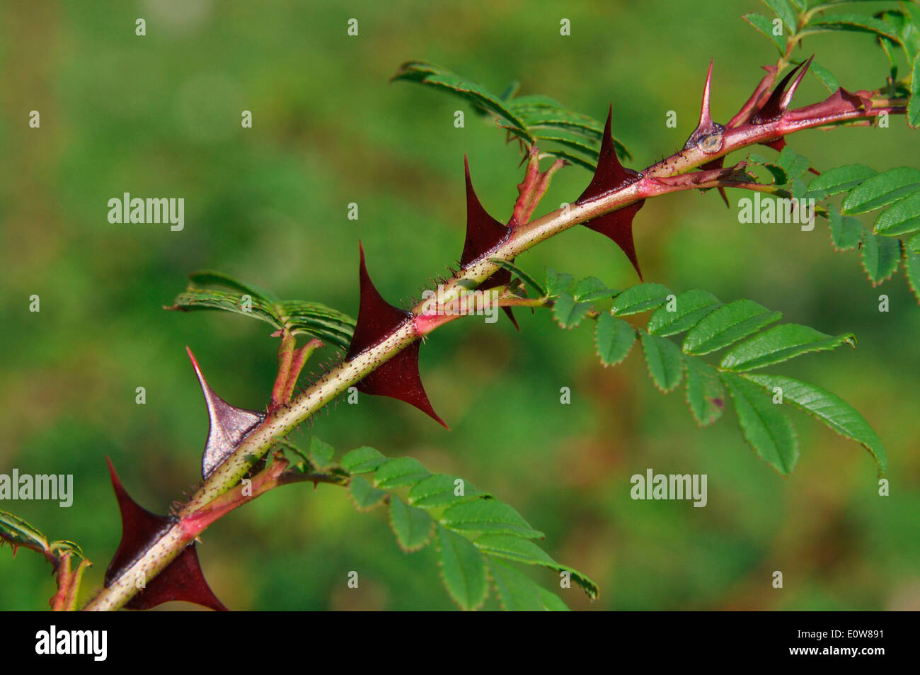 Barbed-wire Rose (Rosa omeiensis pteracantha), twig with thorns Stock Photo
