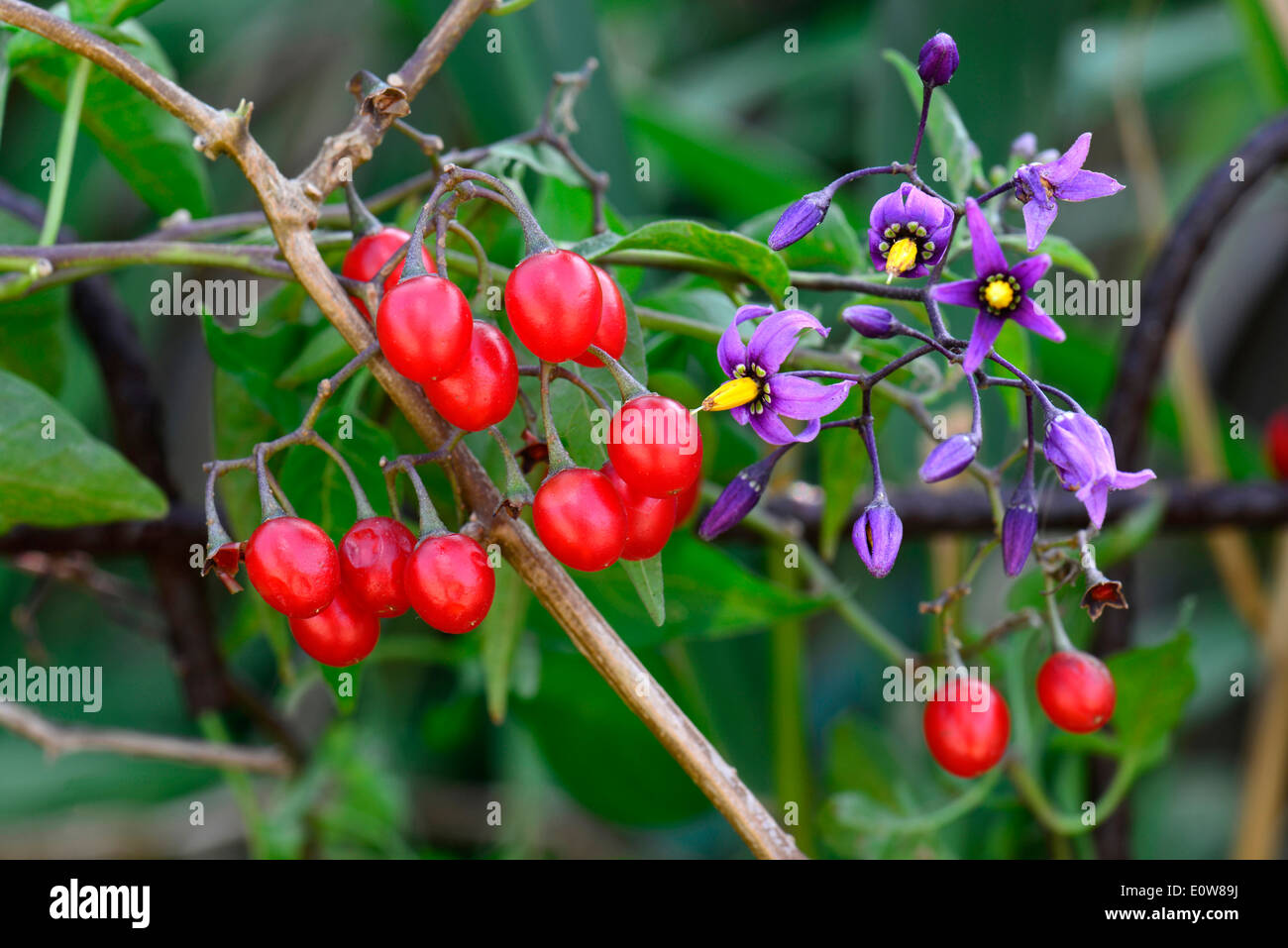 Bittersweet Nightshade, Deadly Nightshade (Solanum dulcamara), plant with ripe berries and flowers. Germany Stock Photo