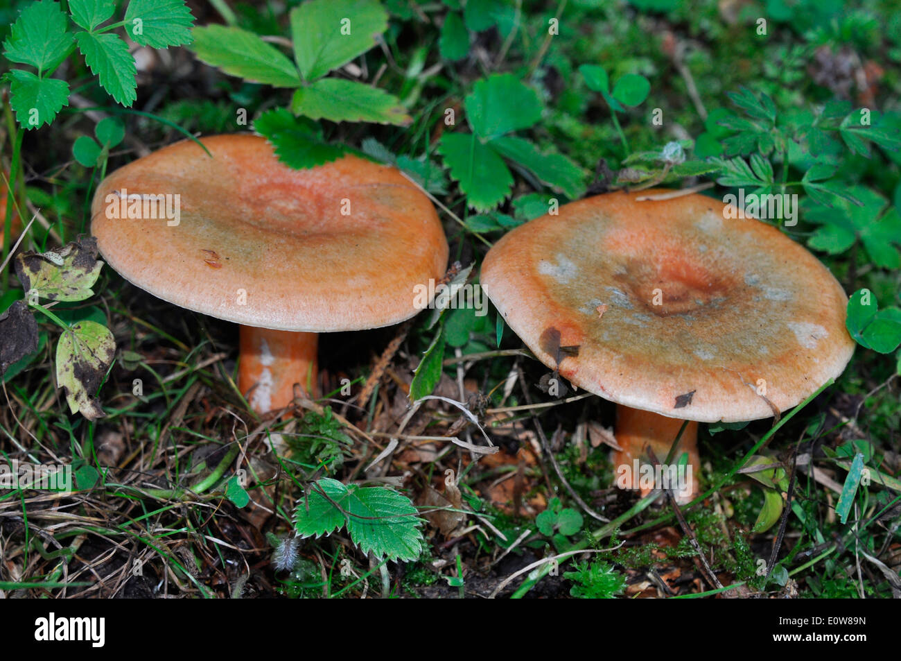 Saffron Milk Cap, Red Pine Mushroom (Lactarius deliciosus). Two fruiting  bodies on the forest floor. Germany Stock Photo - Alamy