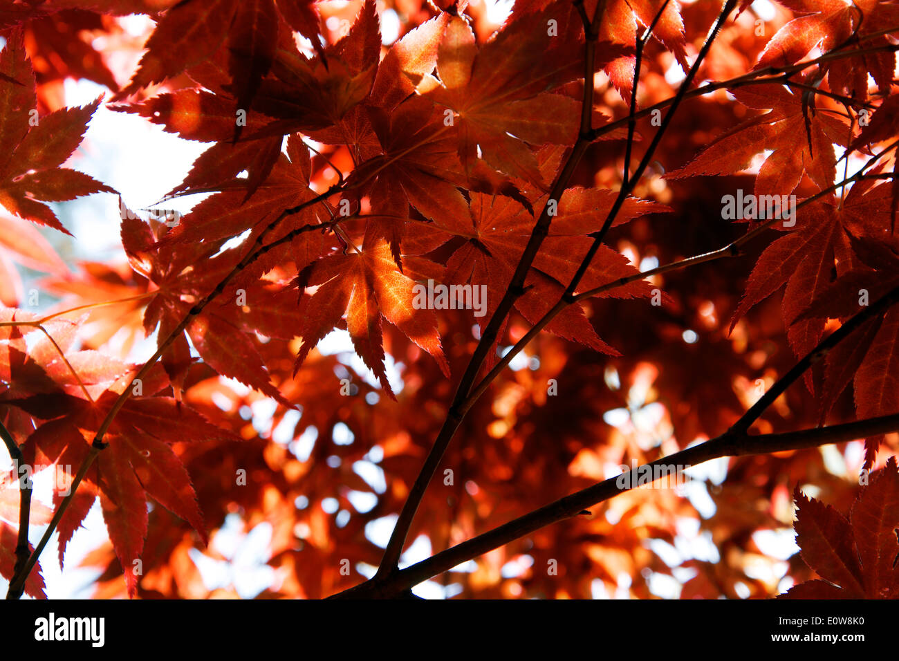 Beautiful red maple leaves against a sunny sky in early fall Stock Photo