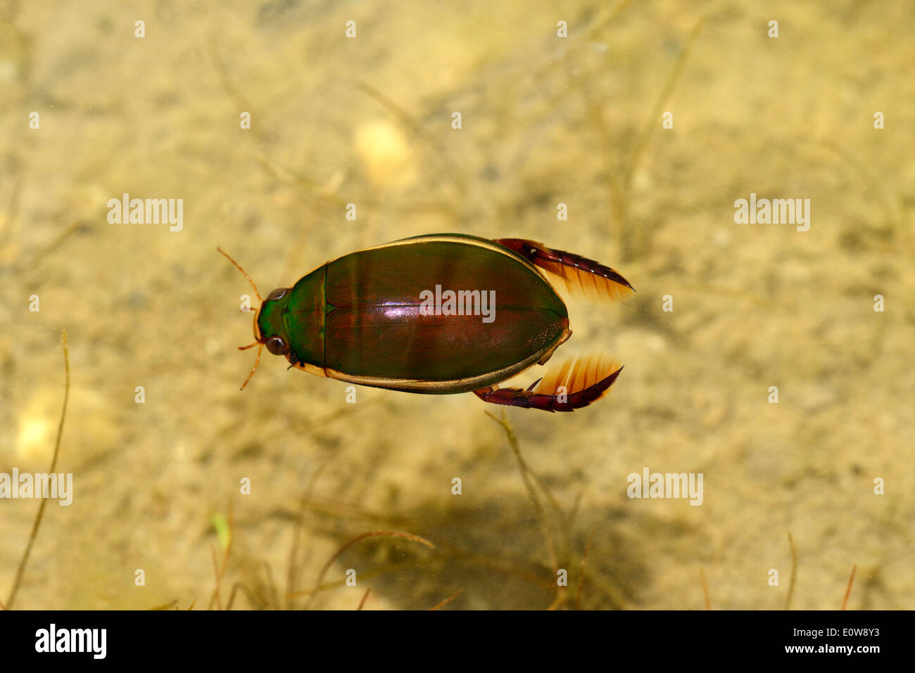 Great Diving Beetle (Dytiscus marginalis), beetle swimming under water. Germany Stock Photo Alamy