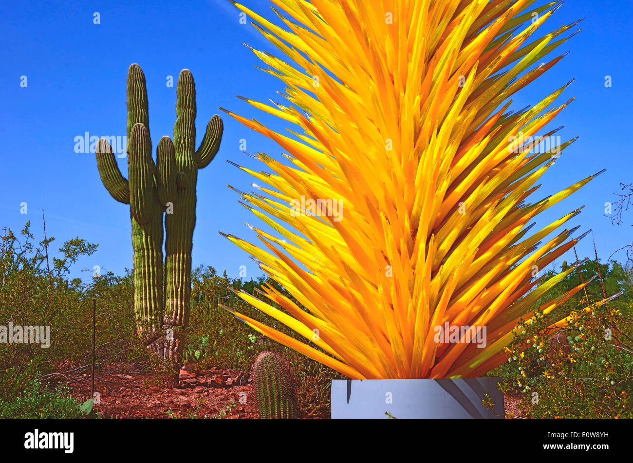 The legendary glass artist Dale Chihuly exhibited his work at The Desert Botanical Gardens in Phoenix, Arizona, USA during 2014. Stock Photo