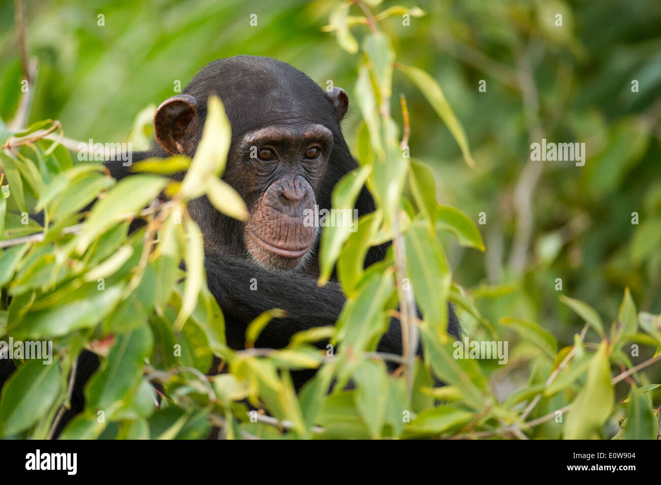 Chimpanzee (Pan troglodytes), River Gambia National Park, the Gambia Stock Photo