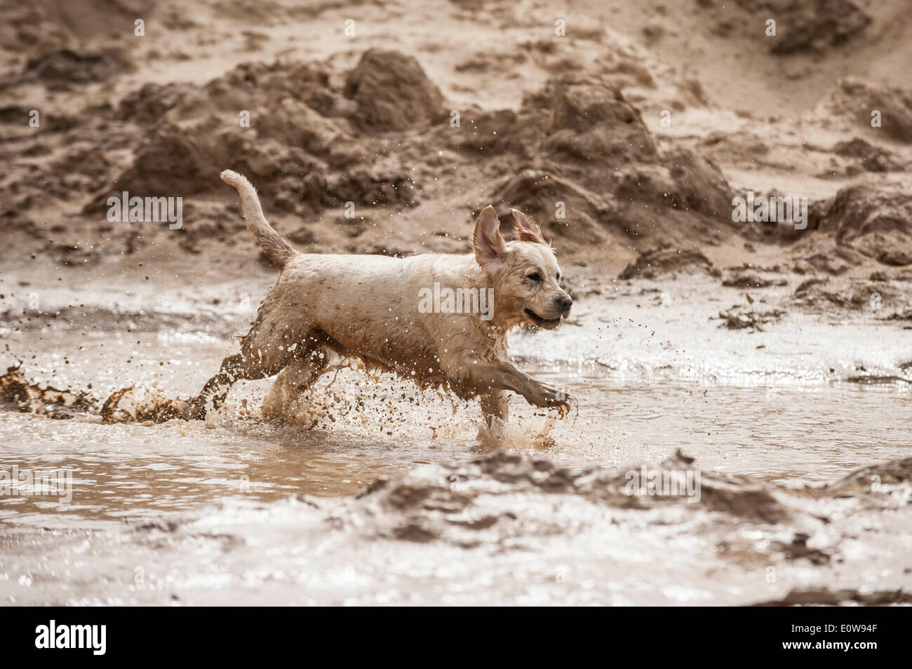 Golden Retriever playing in a mud puddle Stock Photo