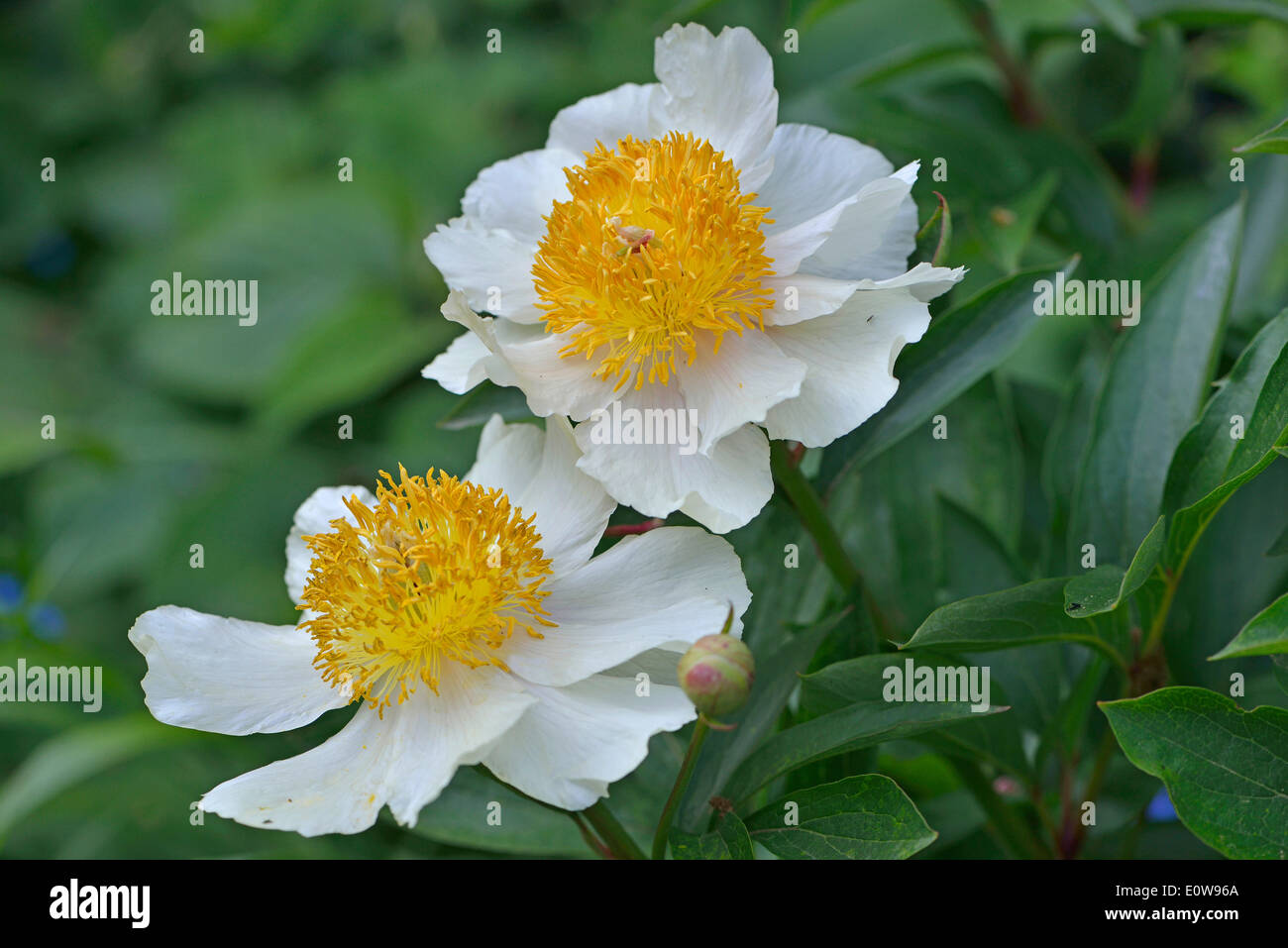 Peony Hybrids High Resolution Stock Photography And Images Alamy