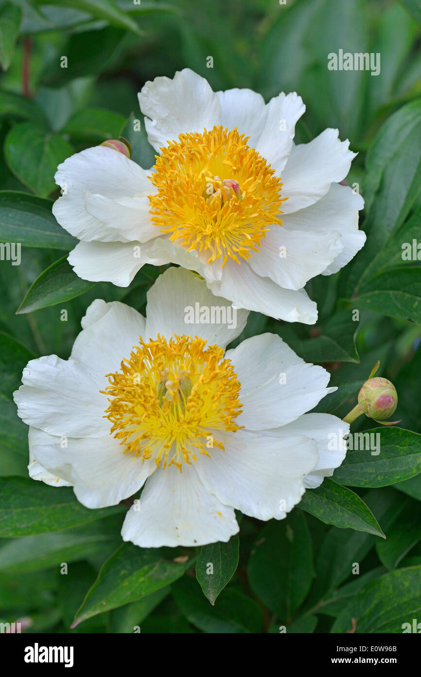 Peony Hybrids High Resolution Stock Photography And Images Alamy