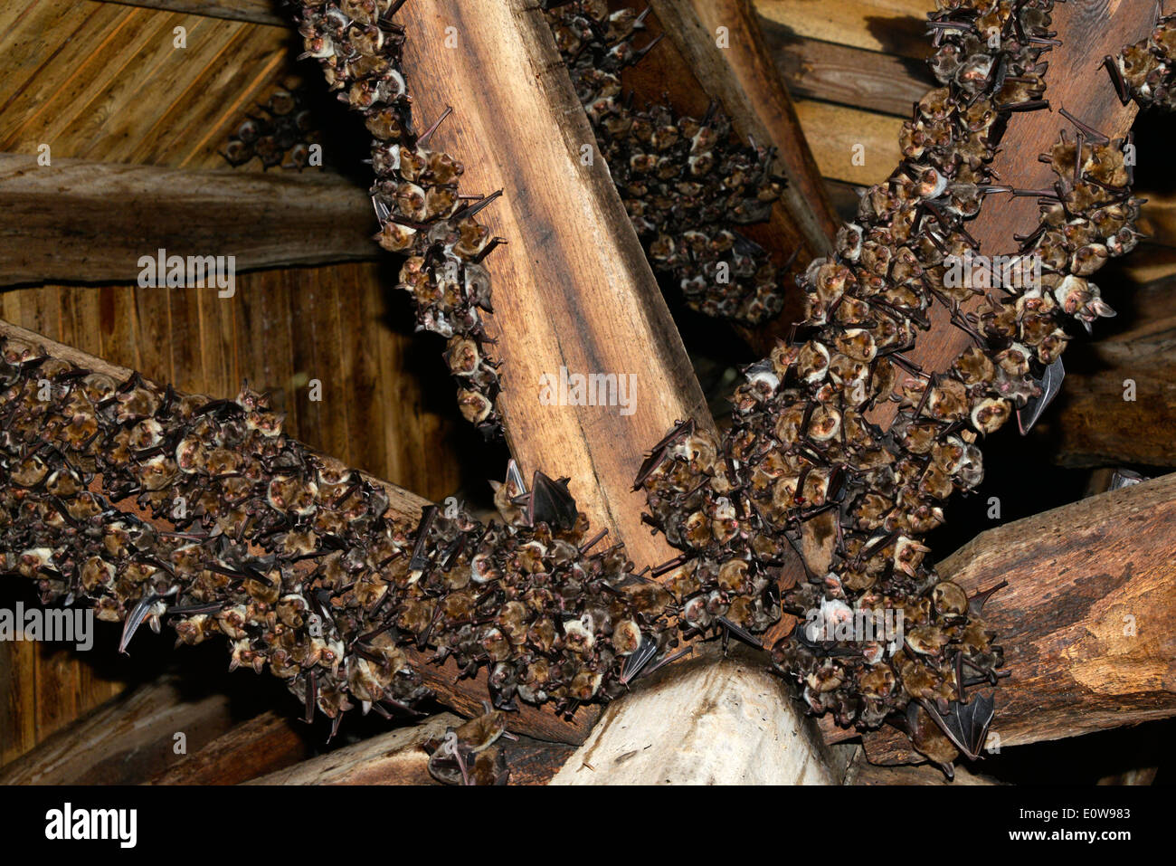Greater Mouse-eared Bat (Myotis myotis). Breeding colony roosting under the roof of a church. Germany Stock Photo
