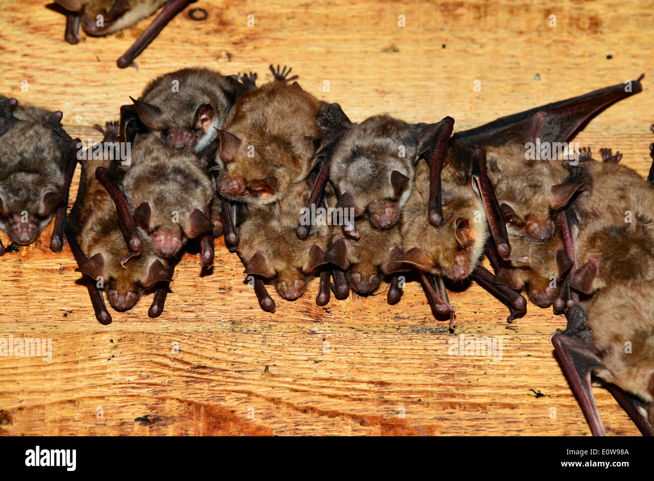 Greater Mouse-eared Bat (Myotis myotis). Mothers with nearly full-grown young under the roof of a church. Germany Stock Photo